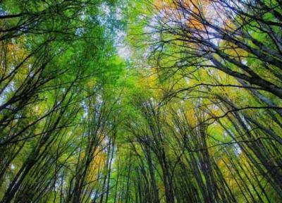مازندران دارای بیشترین جنگل های هیرکانی از میان سه استان شمالی جهت ثبت در یونسکو