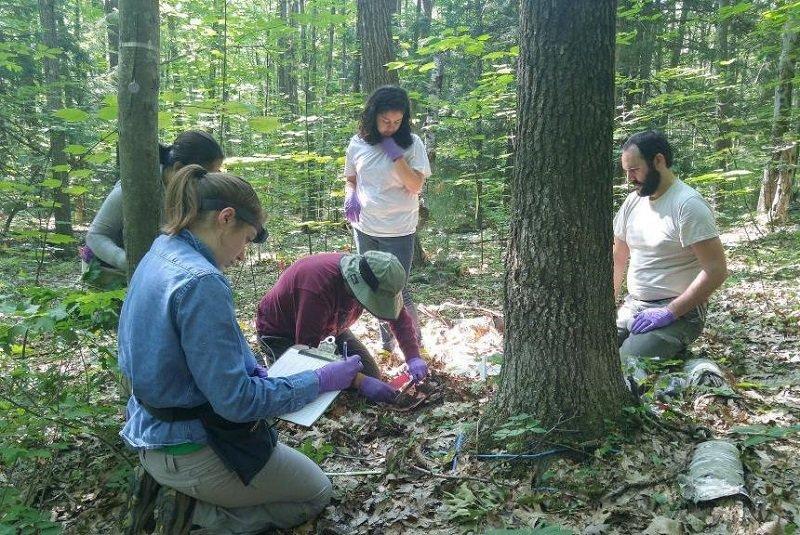 کشف ویروس های بسیار بزرگ در خاک جنگل