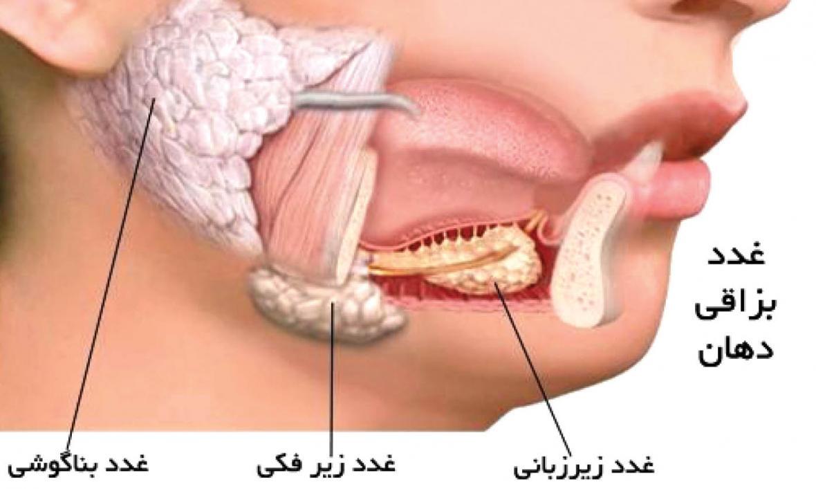 نقش های غدد بزاقی در بدن