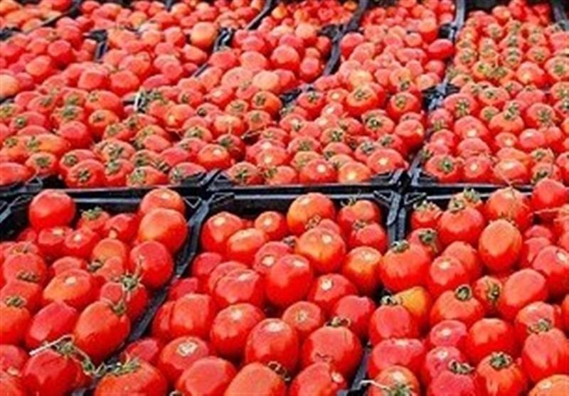 کاهش قیمت گوجه به 4 هزارتومان تا 2 هفته آینده کاهش قیمت گوجه به 4 هزارتومان تا 2 هفته آینده