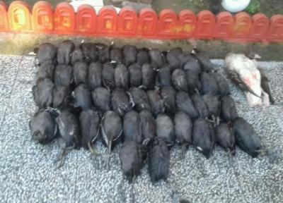 خبرنگاران لاشه 50 پرنده مهاجر در نزدیکی بازار فریدونکنار کشف شد