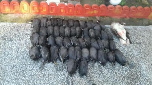 خبرنگاران لاشه 50 پرنده مهاجر در نزدیکی بازار فریدونکنار کشف شد