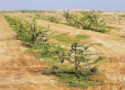 انتها طرح کمربند سبز اهواز چه شد؟