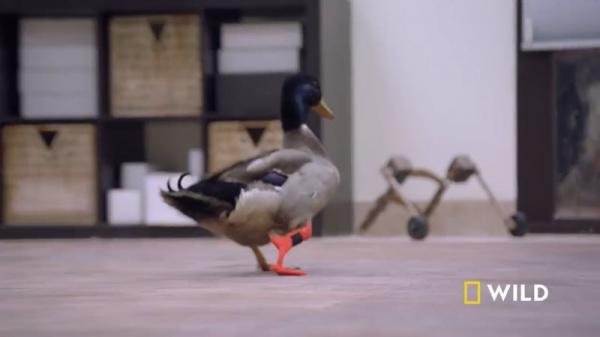 یک اردک ناتوان به نام وادلز به لطف فناوری چاپ سه بعدی، صاحب پای مصنوعی شد