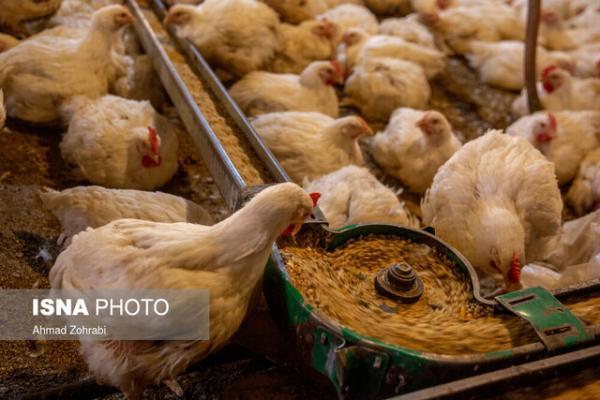 بحران مرغی در بوشهر؛ دلیل کاهش جوجه ریزی است یا انتقال به استان های همسایه؟!