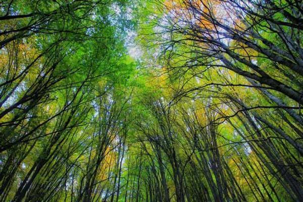 مازندران دارای بیشترین جنگل های هیرکانی از میان سه استان شمالی جهت ثبت در یونسکو