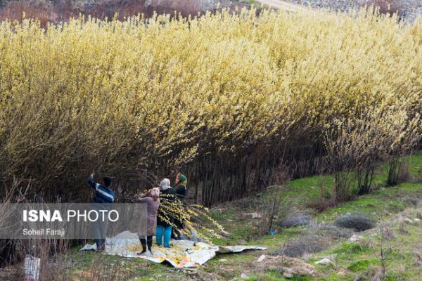 شروع برداشت شکوفه های درختچه بیدمشک از 60 هکتار از اراضی آذربایجان غربی