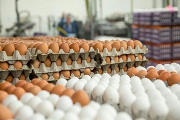 قیمت هر شانه تخم مرغ به 39 هزار تومان کاهش یافت