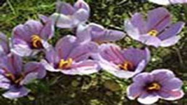 شروع برداشت زعفران از مزارع لرستان