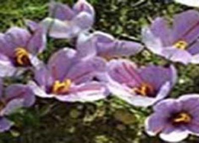 شروع برداشت زعفران از مزارع لرستان