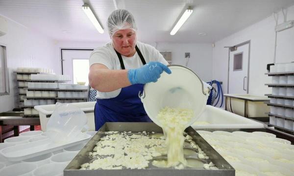 پنیر های فرانسوی با طعم بریتانیایی؛ انگلیسی ها وارد پنیرسازی شدند